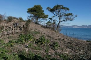 Recuperen l'hàbitat de la duna litoral de Sant Martí d'Empúries després d'eliminar la flora exòtica invasora