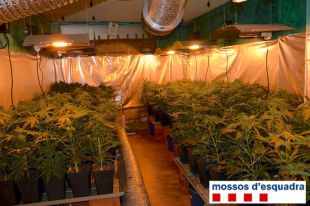 L'alerta d'un pediatra destapa un cultiu de marihuana en un pis de Blanes