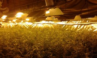 Detenen un home de 67 anys que tenia 950 plantes de marihuana en un garatge d’una casa de Blanes 