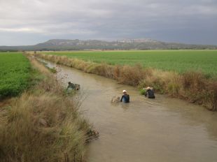 Finalitza el control i seguiment d’una nàiade exòtica al Parc Natural del Montgrí