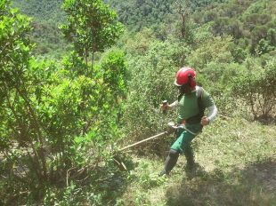 Finalitzen les tasques de manteniment i obertura de franges de prevenció d’incendis al massís de Cadiretes