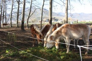 'eQuaid' i Sant Joan de Déu busquen finançament pels primers estudis clínics sobre la llet d'euga
