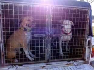 Absolta la propietària dels dos pit bull que van atacar i malferir un home a Llagostera