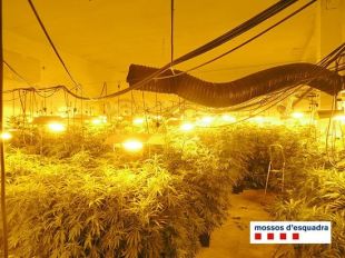 Detingut un home per cultivar prop de 1.000 plantes de marihuana a Vilafant