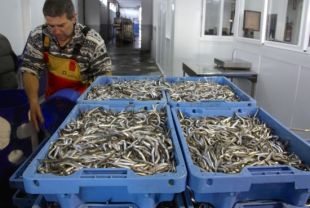 Aturen la pesca de sonso dos mesos abans del previst per falta de captures