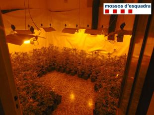 Deu detinguts i 1.238 plantes de marihuana localitzades en 9 dies a l'Alt Empordà