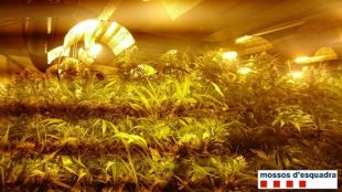 Sis detinguts i 1.100 plantes de marihuana decomissades en una casa de Corçà