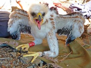 Anellen el primer poll d'àliga cuabarrada de la temporada al Parc Natural de Cap de Creus