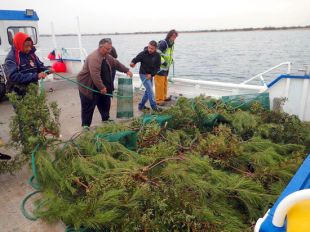 Els pescadors de Roses submergeixen branques al mar per recuperar les sèpies