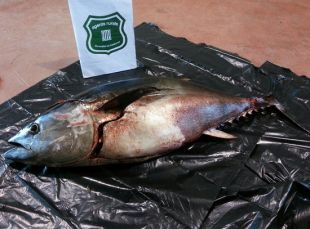 Denunciat per capturar una tonyina vermella de 40 kg en època de veda i sense autorització