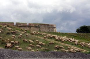 Un ramat d'ovelles pastura per Figueres per ajudar a la preservació d'una planta