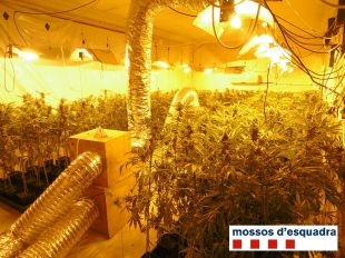 Dos detinguts per tenir una plantació amb 500 plantes de marihuana en un pis a Figueres
