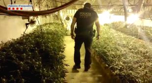 Els mossos localitzen 1.975 plantes de marihuana en cinc dies al Pla de l'Estany