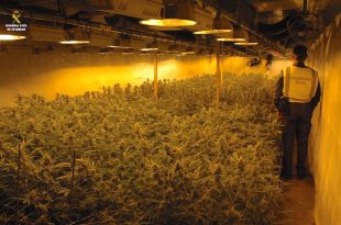Detingut un holandés de 23 anys amb 1.500 plantes de marihuana a Celrà