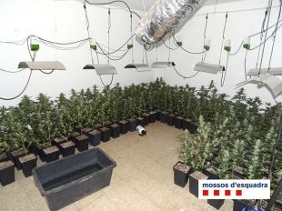 Dos detinguts i 2.271 plantes de marihuana comisades a Figueres
