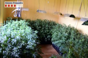 Un incendi permet descobrir 720 plantes de marihuana en un mas a Vilobí d'Onyar