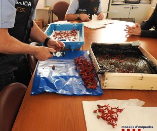 Denunciat per extreure 600 grams de corall vermell sense llicència a Begur