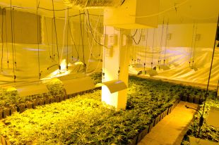 Dos detinguts i més de 4.000 plantes de marihuana a Sils