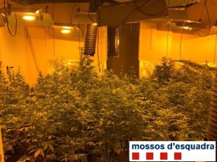  Detenen un home a Bàscara per tenir més de 330 plantes de marihuana