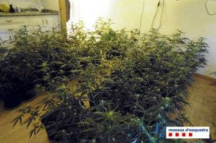 Quatre detinguts per cultivar marihuana en habitatges de la urbanització Santa Margarida de Roses