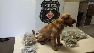 La Unitat Canina de la Policia Municipal de Girona intercepta 2,5 kg de marihuana i 300 gr d'haixix