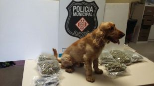 La unitat canina fa pujar un 19% les sancions per consum i tinença de drogues a Girona durant el 2016