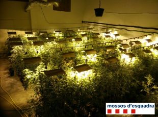 Localitzades prop de 700 plantes de marihuana a Cassà de la Selva