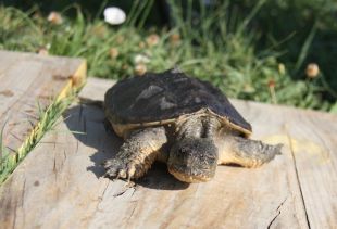 Capturen una perillosa tortuga amb aspecte de cocodril a l’Estany de Banyoles