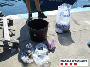 Denunciat un pescador a Sant Feliu de Guíxols per voler vendre més quantitat de sonso del permès