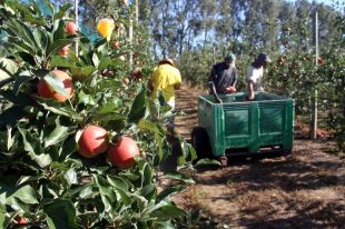 La producció de poma a les comarques gironines pujarà un 6% aquest any i superarà les 83.000 tones