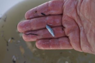 Repoblen una bassa de la Pletera a l'Estartit amb mig miler de fartets, un peix en perill d'extinció