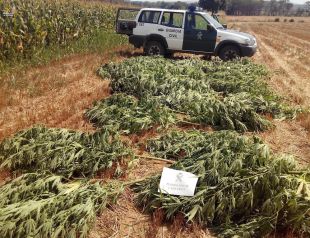 Descobreixen 350 plantes de marihuana ocultes en camps de blat de moro