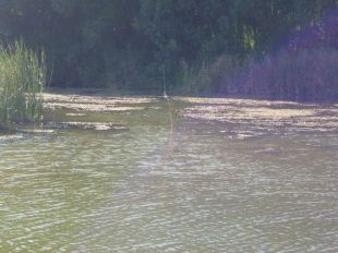 Enxampats per pescar amb una xarxa al riu Fluvià a Bàscara