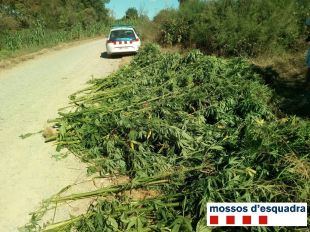 Localitzades 281 plantes de marihuana en dos dies al Baix Empordà