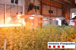Quatre detinguts per tenir gairebé 1.500 plantes de marihuana a Camós i Lloret de Mar