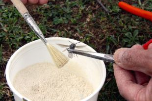 Un insecticida frenarà l'expansió de la vespa asiàtica a les comarques gironines