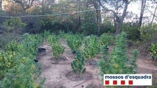 Detingut un home per cultivar una plantació de marihuana en un bosc al Baix Empordà