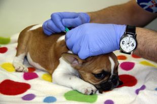 Condemnen la veterinària de Vidreres que operava gossos tot i estar inhabilitada per mala praxi