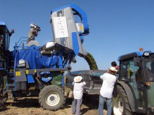 La verema a la DO Empordà serà un 10% inferior per culpa del mal temps 