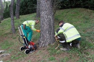 Girona inicia tractaments d'endoteràpia als pins per controlar la plaga de processionària