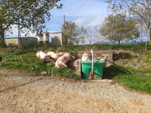 Borrassà obre expedient informatiu a una granja que acumula porcs morts al costat d'un camí