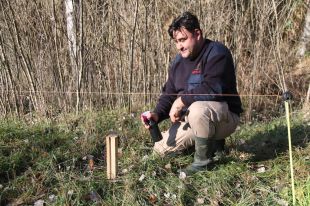 Salt instal·la una tanca electrificada i estaques amb feremones de llop per evitar els senglars