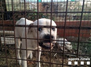 Capturen un gos ensalvatgit de raça perillosa que va intentar atacar una persona a Canet de la Tallada