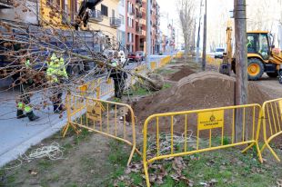 Planten plàtans joves a la Devesa de Girona per primer cop en 20 anys