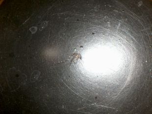 Veïns de Girona detecten mosquits tigre i el regidor de Medi Ambient diu que són mosques