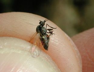2 MEUR per prevenir i controlar els mosquits i la mosca negra els propers tres anys