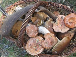 Salut alerta sobre el consum segur de bolets després de 70 intoxicats a Catalunya l'any passat