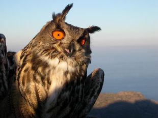 Troben mort a perdigons a la Vall d'Aro un exemplar de duc