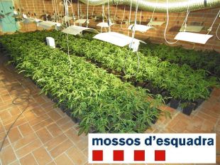 Detingut un home amb més de 600 plantes de marihuana a Vilafant