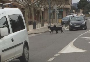 S'escapen dues cabres d'un corral i es passegen pel nucli urbà de Roses